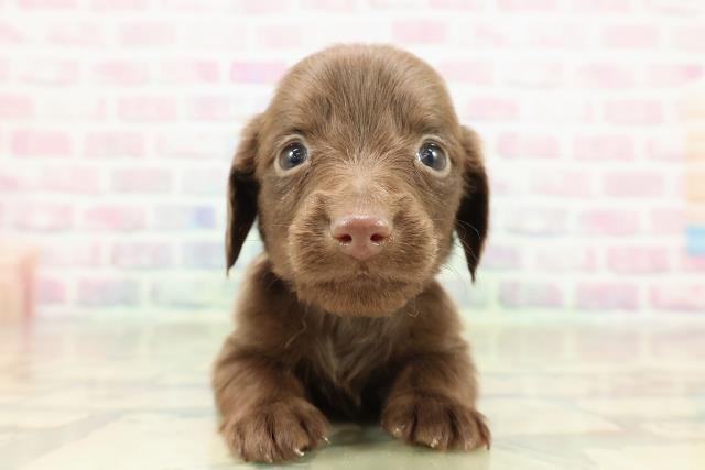 東京都のカニンヘンダックスフンド(ロング) (Coo&RIKU武蔵小山店/2025年10月25日生まれ/男の子/チョコレートソリット)の子犬の1枚目の画像