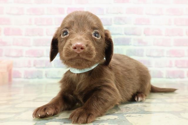 東京都のカニンヘンダックスフンド(ロング) (Coo&RIKU武蔵小山店/2025年10月25日生まれ/男の子/チョコレートソリット)の子犬の2枚目の画像