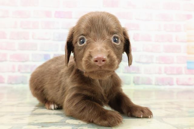 東京都のカニンヘンダックスフンド(ロング) (Coo&RIKU武蔵小山店/2025年10月25日生まれ/男の子/チョコレートソリット)の子犬の3枚目の画像