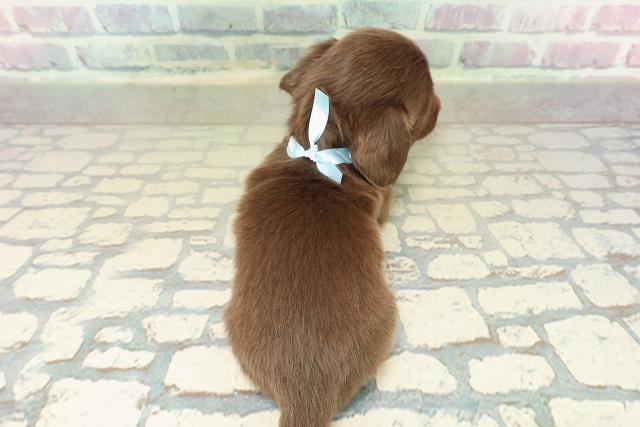 東京都のカニンヘンダックスフンド(ロング) (Coo&RIKU武蔵小山店/2025年10月25日生まれ/男の子/チョコレートソリット)の子犬の4枚目の画像