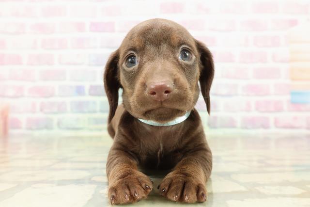 東京都のカニンヘンダックスフンド(スムース) (Coo&RIKU中野サンモール店/2025年10月25日生まれ/男の子/チョコレートタン)の子犬の1枚目の画像