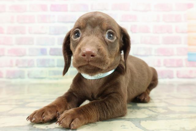 東京都のカニンヘンダックスフンド(スムース) (Coo&RIKU中野サンモール店/2025年10月25日生まれ/男の子/チョコレートタン)の子犬の2枚目の画像