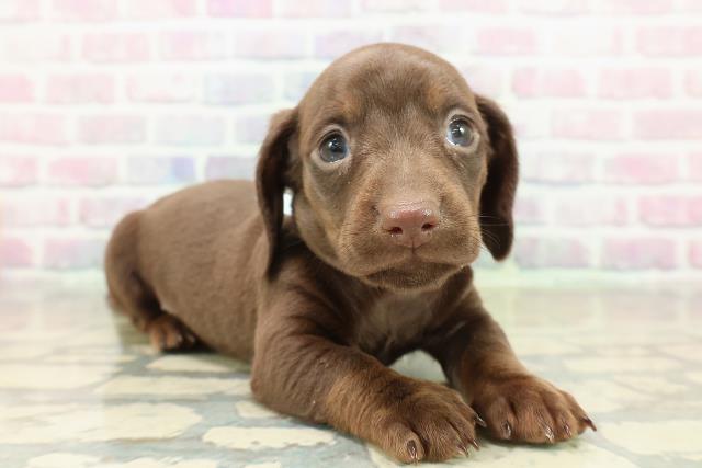 東京都のカニンヘンダックスフンド(スムース) (Coo&RIKU中野サンモール店/2025年10月25日生まれ/男の子/チョコレートタン)の子犬の3枚目の画像