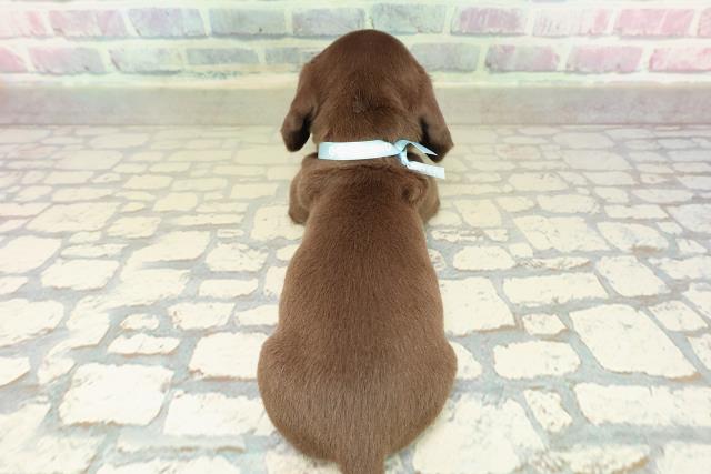 東京都のカニンヘンダックスフンド(スムース) (Coo&RIKU中野サンモール店/2025年10月25日生まれ/男の子/チョコレートタン)の子犬の4枚目の画像