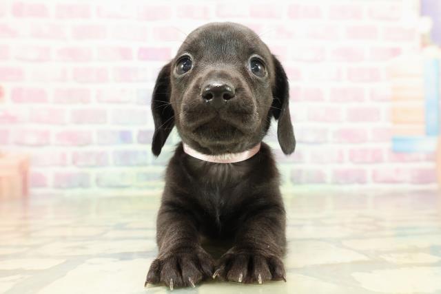 東京都のカニンヘンダックスフンド(スムース) (Coo&RIKU東久留米店/2025年10月25日生まれ/女の子/ブラックソリッド)の子犬の1枚目の画像