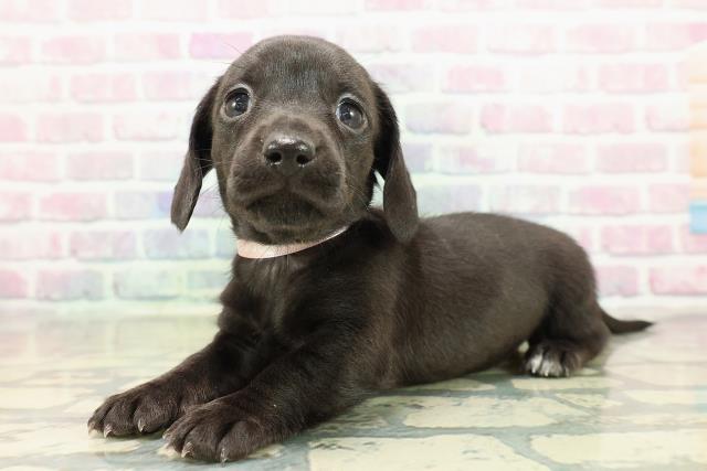 東京都のカニンヘンダックスフンド(スムース) (Coo&RIKU東久留米店/2025年10月25日生まれ/女の子/ブラックソリッド)の子犬の2枚目の画像