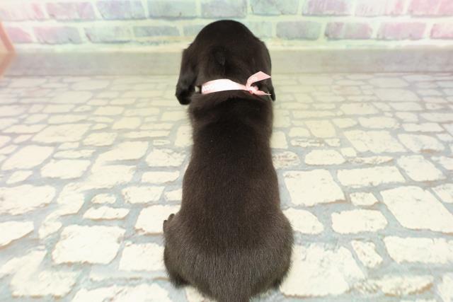 東京都のカニンヘンダックスフンド(スムース) (Coo&RIKU東久留米店/2025年10月25日生まれ/女の子/ブラックソリッド)の子犬の4枚目の画像