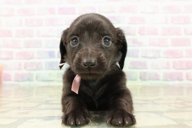 東京都のカニンヘンダックスフンド(ロング) (Coo&RIKU浅草店/2025年10月25日生まれ/女の子/ブラックソリッド)の子犬の1枚目の画像