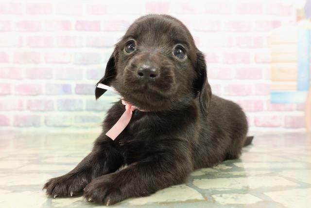 東京都のカニンヘンダックスフンド(ロング) (Coo&RIKU浅草店/2025年10月25日生まれ/女の子/ブラックソリッド)の子犬の2枚目の画像