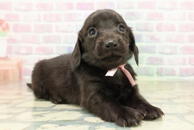 東京都のカニンヘンダックスフンド(ロング) (Coo&RIKU浅草店/2025年10月25日生まれ/女の子/ブラックソリッド)の子犬の3枚目の画像