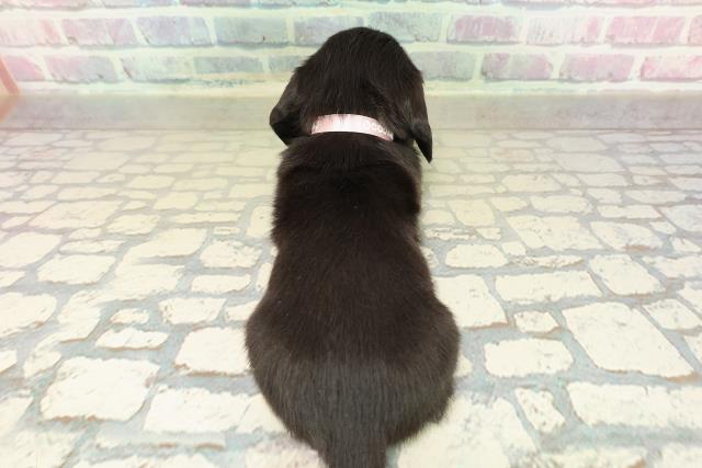 東京都のカニンヘンダックスフンド(ロング) (Coo&RIKU浅草店/2025年10月25日生まれ/女の子/ブラックソリッド)の子犬の4枚目の画像