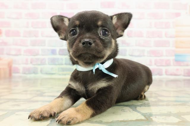 埼玉県のチワワ(スムース) (Coo&RIKU所沢店/2025年10月23日生まれ/男の子/ブラックタン)の子犬の2枚目の画像