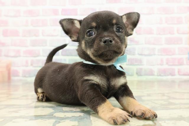 埼玉県のチワワ(スムース) (Coo&RIKU所沢店/2025年10月23日生まれ/男の子/ブラックタン)の子犬の3枚目の画像