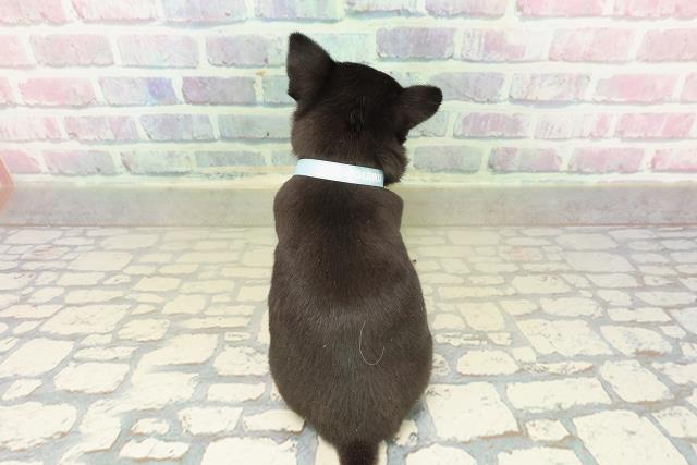 埼玉県のチワワ(スムース) (Coo&RIKU所沢店/2025年10月23日生まれ/男の子/ブラックタン)の子犬の4枚目の画像