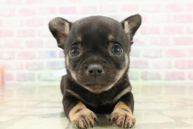 神奈川県のチワワ(スムース) (Coo&RIKU相模原店/2025年10月23日生まれ/男の子/ブラックタン)の子犬の1枚目の画像