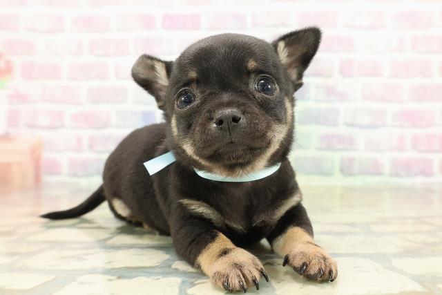 神奈川県のチワワ(スムース) (Coo&RIKU相模原店/2025年10月23日生まれ/男の子/ブラックタン)の子犬の3枚目の画像