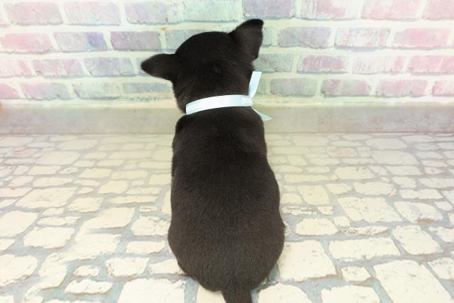 神奈川県のチワワ(スムース) (Coo&RIKU相模原店/2025年10月23日生まれ/男の子/ブラックタン)の子犬の4枚目の画像