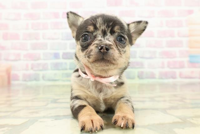 東京都のチワワ(スムース) (Coo&RIKU浅草店/2025年10月23日生まれ/女の子/ブルーマール)の子犬の1枚目の画像