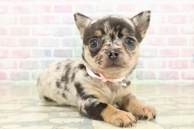 東京都のチワワ(スムース) (Coo&RIKU浅草店/2025年10月23日生まれ/女の子/ブルーマール)の子犬の3枚目の画像