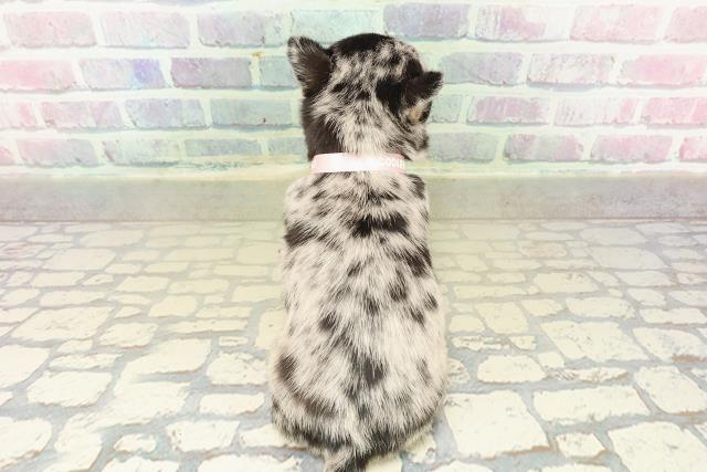 東京都のチワワ(スムース) (Coo&RIKU浅草店/2025年10月23日生まれ/女の子/ブルーマール)の子犬の4枚目の画像