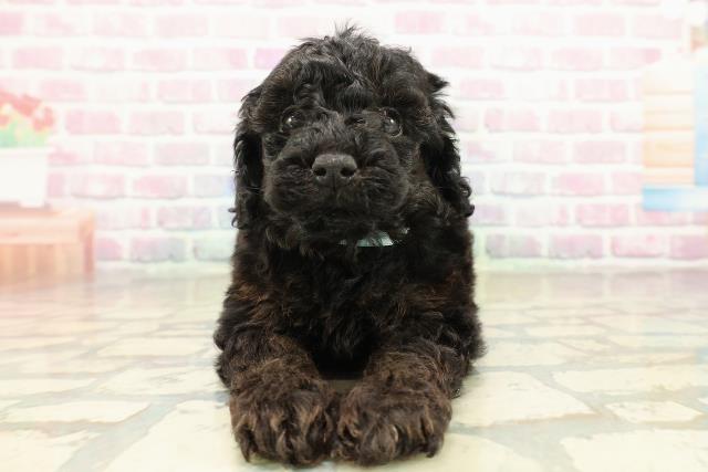 青森県のトイプードル(トイ) (Coo&RIKU青森店/2025年10月24日生まれ/男の子/ブリンドル)の子犬の1枚目の画像