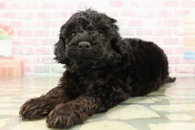 青森県のトイプードル(トイ) (Coo&RIKU青森店/2025年10月24日生まれ/男の子/ブリンドル)の子犬の2枚目の画像