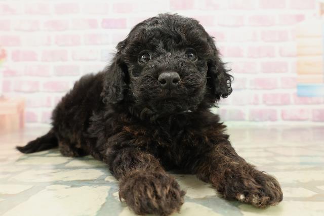 青森県のトイプードル(トイ) (Coo&RIKU青森店/2025年10月24日生まれ/男の子/ブリンドル)の子犬の3枚目の画像