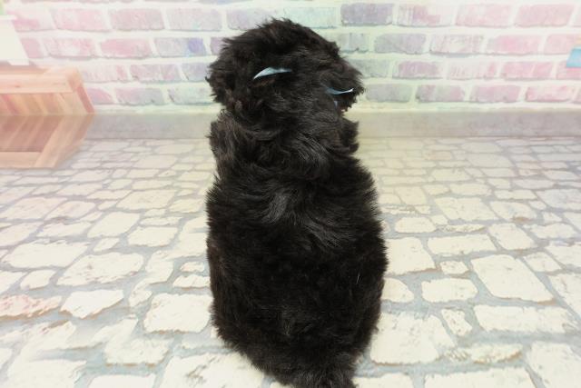 青森県のトイプードル(トイ) (Coo&RIKU青森店/2025年10月24日生まれ/男の子/ブリンドル)の子犬の4枚目の画像