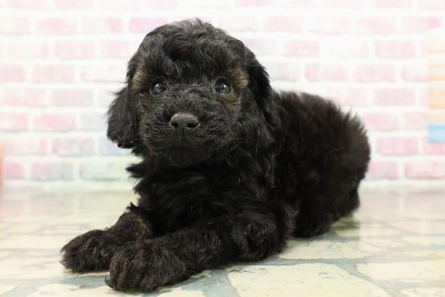 北海道のトイプードル(トイ) (Coo&RIKU室蘭店/2025年10月24日生まれ/女の子/ブリンドル)の子犬の2枚目の画像