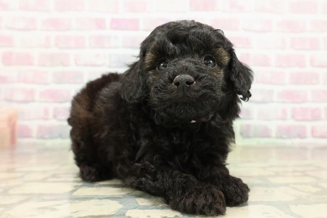 北海道のトイプードル(トイ) (Coo&RIKU室蘭店/2025年10月24日生まれ/女の子/ブリンドル)の子犬の3枚目の画像