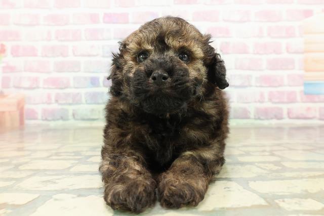 福島県のトイプードル(トイ) (Coo&RIKUいわき店/2025年10月24日生まれ/女の子/ブリンドル)の子犬の1枚目の画像