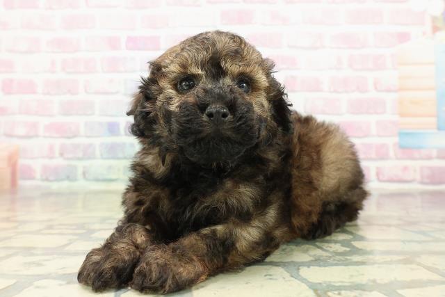 福島県のトイプードル(トイ) (Coo&RIKUいわき店/2025年10月24日生まれ/女の子/ブリンドル)の子犬の2枚目の画像