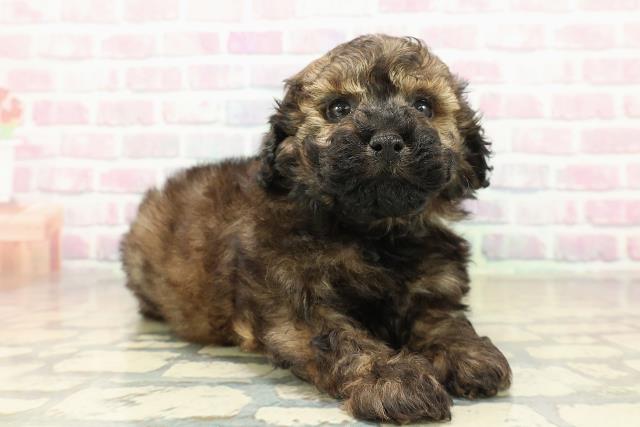 福島県のトイプードル(トイ) (Coo&RIKUいわき店/2025年10月24日生まれ/女の子/ブリンドル)の子犬の3枚目の画像