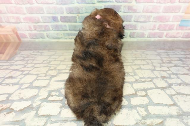 福島県のトイプードル(トイ) (Coo&RIKUいわき店/2025年10月24日生まれ/女の子/ブリンドル)の子犬の4枚目の画像