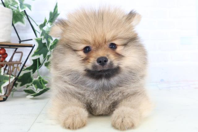 福岡県のポメラニアン (Coo&RIKU福岡古賀店/2025年10月23日生まれ/男の子/オレンジセーブル)の子犬