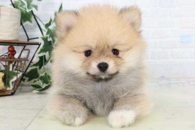 長崎県のポメラニアン (Coo&RIKU長崎佐世保店/2025年10月23日生まれ/男の子/オレンジセーブル)の子犬の1枚目の画像
