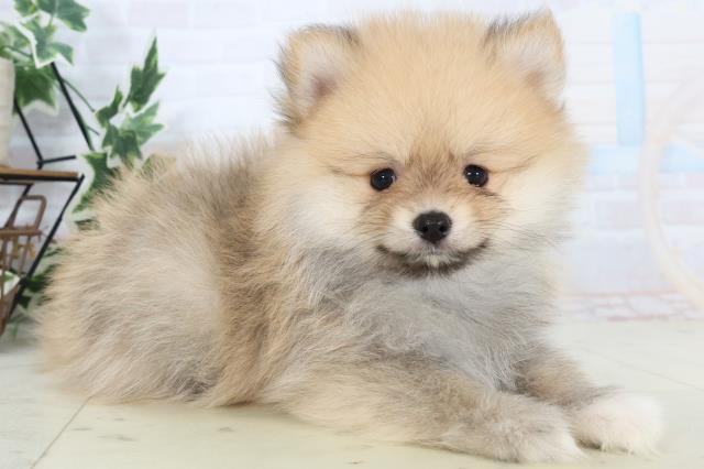 長崎県のポメラニアン (Coo&RIKU長崎佐世保店/2025年10月23日生まれ/男の子/オレンジセーブル)の子犬の2枚目の画像