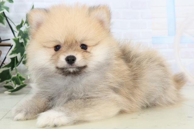 長崎県のポメラニアン (Coo&RIKU長崎佐世保店/2025年10月23日生まれ/男の子/オレンジセーブル)の子犬の3枚目の画像