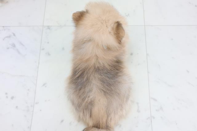 長崎県のポメラニアン (Coo&RIKU長崎佐世保店/2025年10月23日生まれ/男の子/オレンジセーブル)の子犬の4枚目の画像