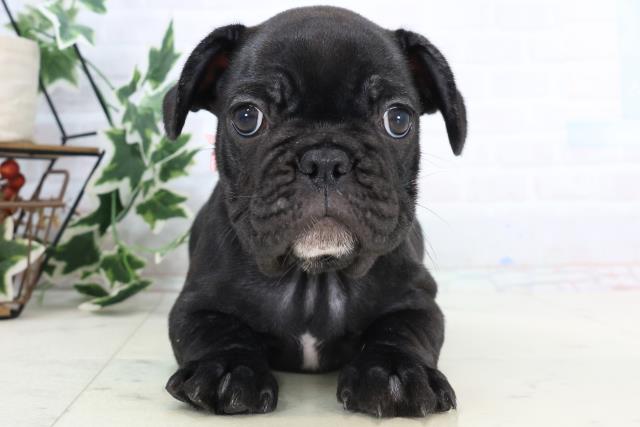 高知県のフレンチブルドッグ (Coo&RIKU高知御座店/2025年10月23日生まれ/女の子/ブリンドル)の子犬の1枚目の画像