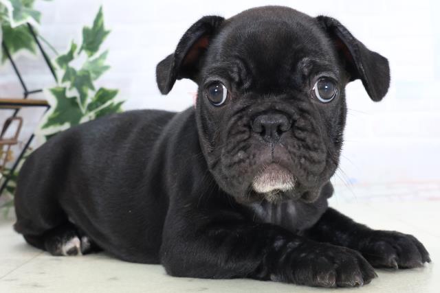 高知県のフレンチブルドッグ (Coo&RIKU高知御座店/2025年10月23日生まれ/女の子/ブリンドル)の子犬の2枚目の画像