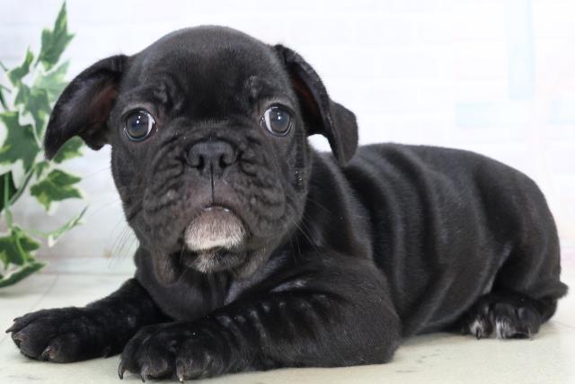 高知県のフレンチブルドッグ (Coo&RIKU高知御座店/2025年10月23日生まれ/女の子/ブリンドル)の子犬の3枚目の画像