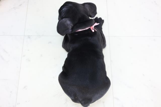 高知県のフレンチブルドッグ (Coo&RIKU高知御座店/2025年10月23日生まれ/女の子/ブリンドル)の子犬の4枚目の画像