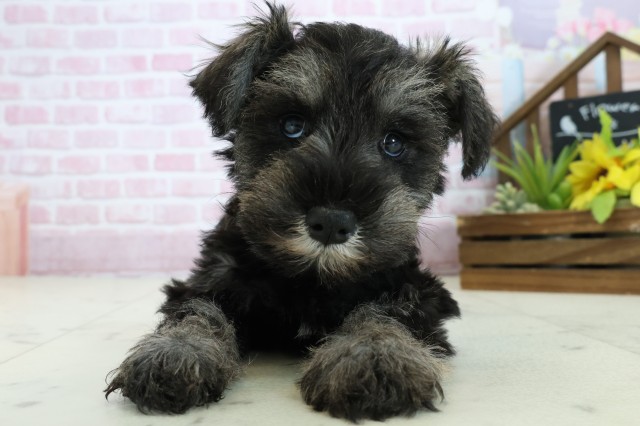 福岡県のミニチュアシュナウザー (Coo&RIKUフォレストシティ春日店/2025年10月24日生まれ/男の子/ソルトペッパー)の子犬