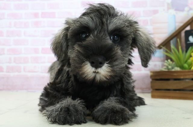 高知県のミニチュアシュナウザー (Coo&RIKU高知御座店/2025年10月24日生まれ/男の子/ソルトペッパー)の子犬の1枚目の画像