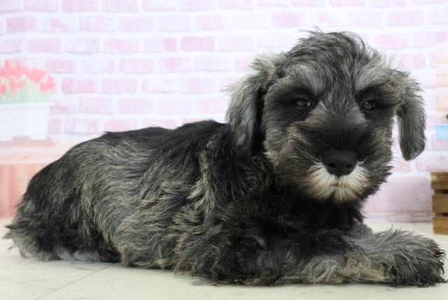 高知県のミニチュアシュナウザー (Coo&RIKU高知御座店/2025年10月24日生まれ/男の子/ソルトペッパー)の子犬の2枚目の画像