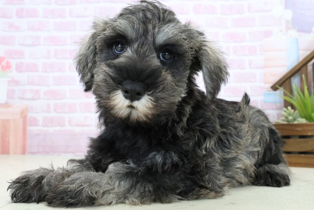 高知県のミニチュアシュナウザー (Coo&RIKU高知御座店/2025年10月24日生まれ/男の子/ソルトペッパー)の子犬の3枚目の画像