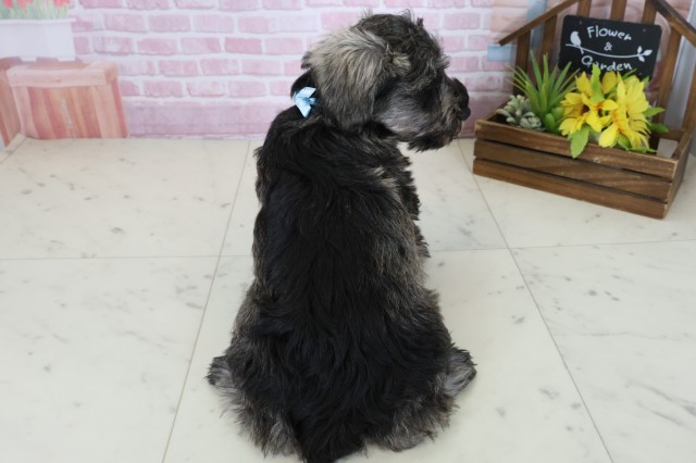 高知県のミニチュアシュナウザー (Coo&RIKU高知御座店/2025年10月24日生まれ/男の子/ソルトペッパー)の子犬の4枚目の画像