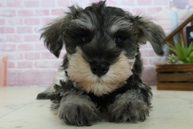 福岡県のミニチュアシュナウザー (Coo&RIKUゆめタウン飯塚店/2025年10月24日生まれ/男の子/ソルトペッパー)の子犬