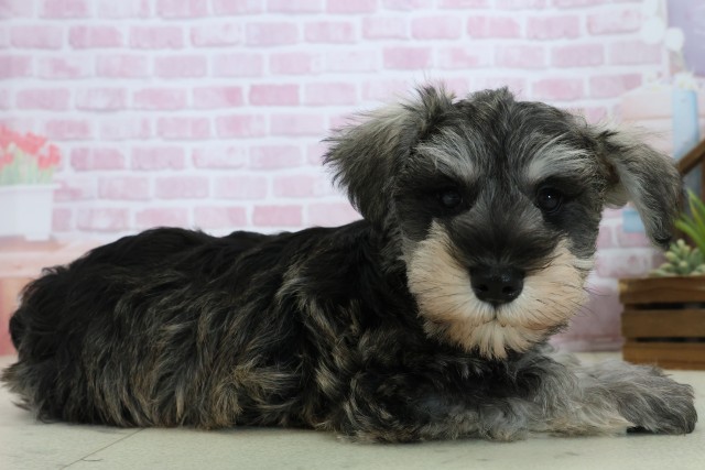 福岡県のミニチュアシュナウザー (Coo&RIKUゆめタウン飯塚店/2025年10月24日生まれ/男の子/ソルトペッパー)の子犬の2枚目の画像